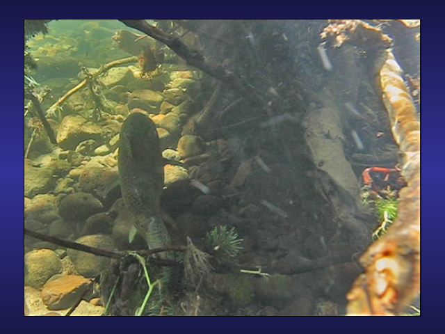 Sorry, This Video will not play in this Browser, Try IE.