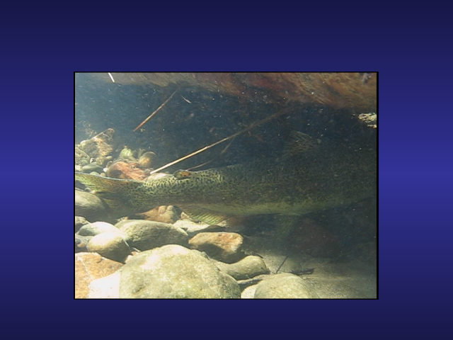 Sorry, This Video will not play in this Browser, Try IE.