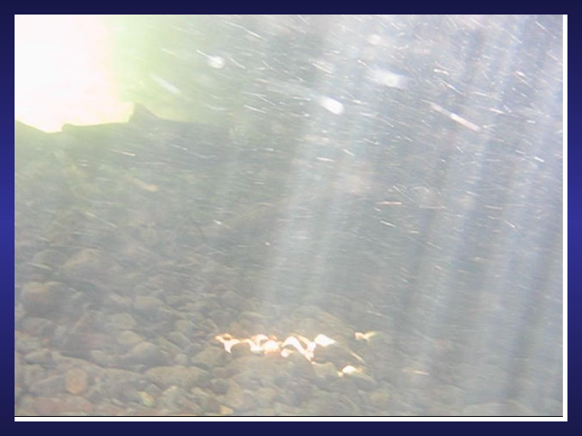 Sorry, This Video will not play in this Browser, Try IE.